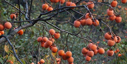 10+ Persimmon Tree Diospyros Hachiya Fruit Seeds Tall Potted Plant Great Tasting Fruit