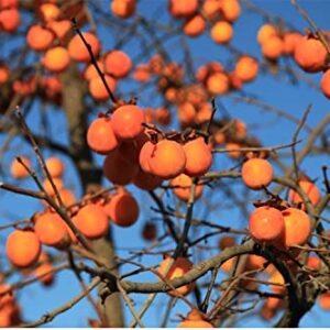 10+ Persimmon Tree Diospyros Hachiya Fruit Seeds Tall Potted Plant Great Tasting Fruit