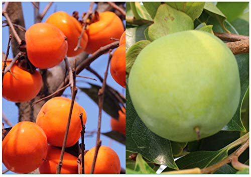 10+ Persimmon Tree Diospyros Hachiya Fruit Seeds Tall Potted Plant Great Tasting Fruit