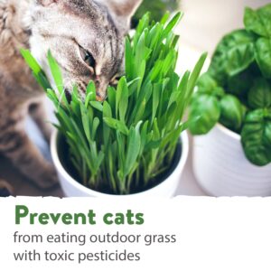 HOME GROWN 1 Pound Cat Grass Seeds for Indoor Cats & Pets - Ready to Eat in 7 Days - Quick & Easy to Grow | Cat Grass for Digestion & Hairballs | 100% Non-GMO Heirloom Oat Barley Seeds