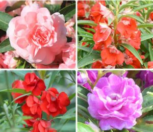 100+ mixed impatiens balsamina balsam camelia impatiens seeds double flower touch me not