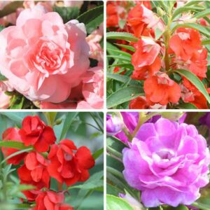 100+ Mixed Impatiens Balsamina Balsam Camelia Impatiens Seeds Double Flower Touch Me Not