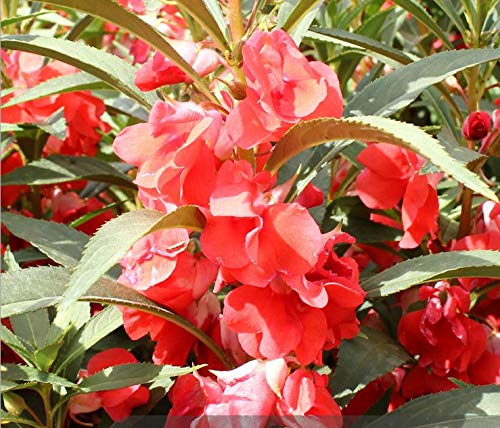 100+ Mixed Impatiens Balsamina Balsam Camelia Impatiens Seeds Double Flower Touch Me Not