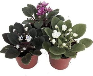 jm bamboo three african violet plants- assorted colors by jmbamboo