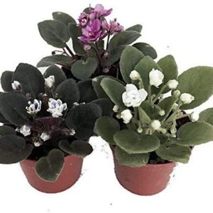 JM BAMBOO Three African Violet Plants- Assorted Colors by JMBAMBOO