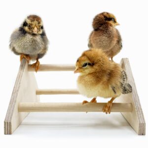 mini chick roosting perch (2 pack) chicken toys for coop and brooder for baby chicks el pollitos la pollita pollos gallinas polluelos