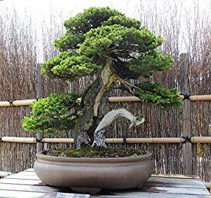 Yamamoto's Organic Concentrated Bonsai Fertilizer - Japan's Favorite - 8oz - No Harsh Chemicals