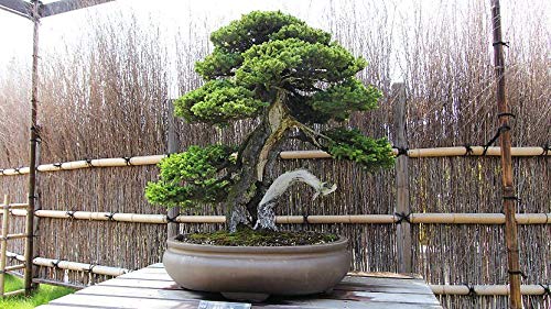 Yamamoto's Organic Concentrated Bonsai Fertilizer - Japan's Favorite - 8oz - No Harsh Chemicals