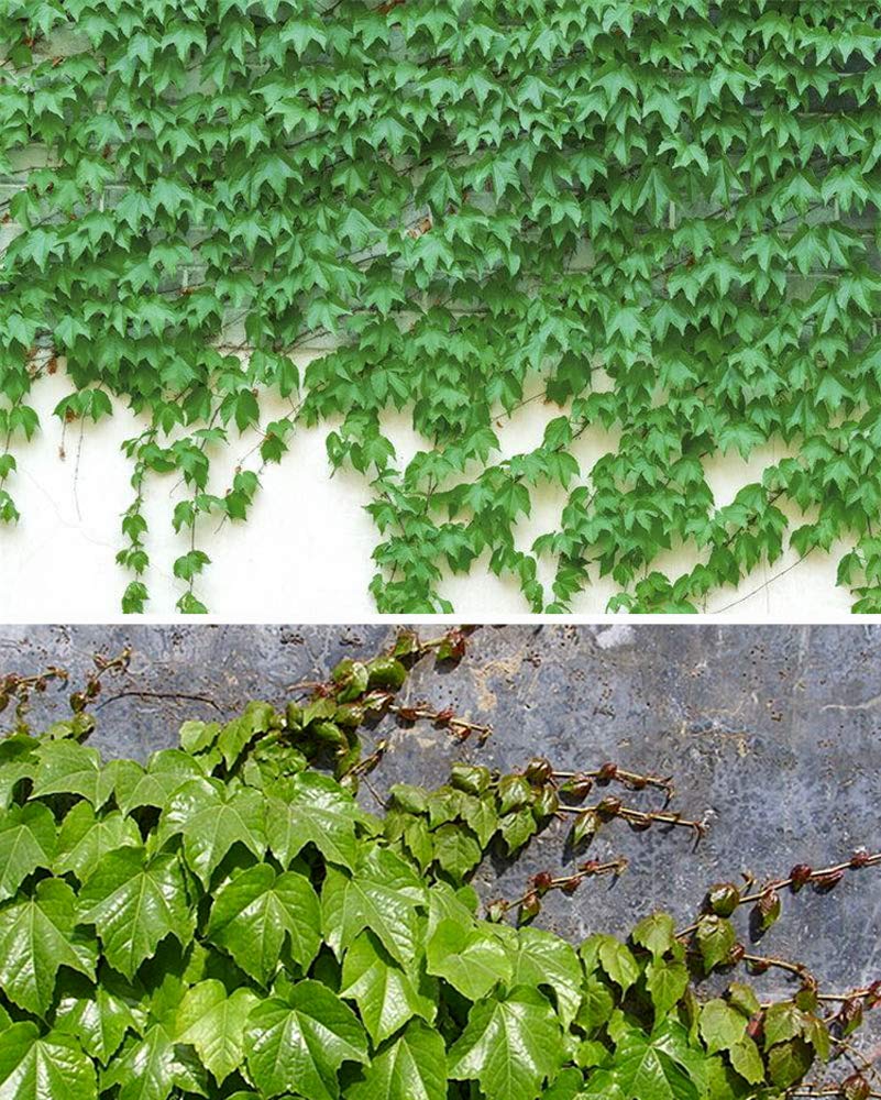 100+ Ivy Vine Liana Seeds Green Vines Climbing Beautiful Ground-Creeping Plants Bonsai Home