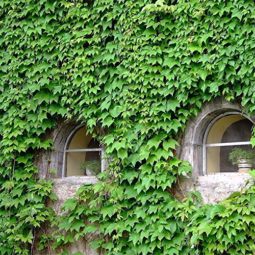 100+ Ivy Vine Liana Seeds Green Vines Climbing Beautiful Ground-Creeping Plants Bonsai Home