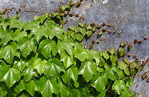 100+ Ivy Vine Liana Seeds Green Vines Climbing Beautiful Ground-Creeping Plants Bonsai Home
