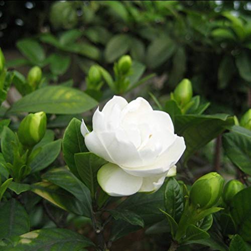 50+ Gardenia Jasminoides Jasmine Shrub Seeds Cape Jasmine Flower Perennial Garden Plant Bonsai