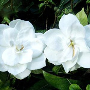 50+ Gardenia Jasminoides Jasmine Shrub Seeds Cape Jasmine Flower Perennial Garden Plant Bonsai