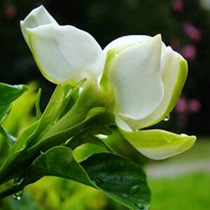 50+ Gardenia Jasminoides Jasmine Shrub Seeds Cape Jasmine Flower Perennial Garden Plant Bonsai