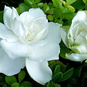 50+ Gardenia Jasminoides Jasmine Shrub Seeds Cape Jasmine Flower Perennial Garden Plant Bonsai