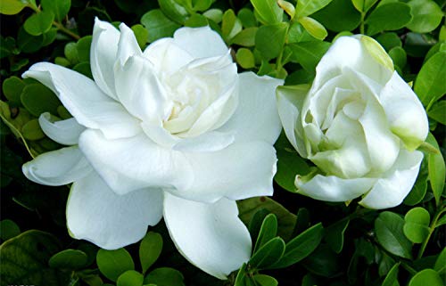 50+ Gardenia Jasminoides Jasmine Shrub Seeds Cape Jasmine Flower Perennial Garden Plant Bonsai