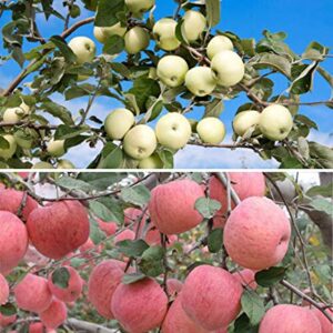 40+ Apple Tree Fruit Seeds Bonsai Garden Yard Outdoor Living Fruit Plant Home Garden