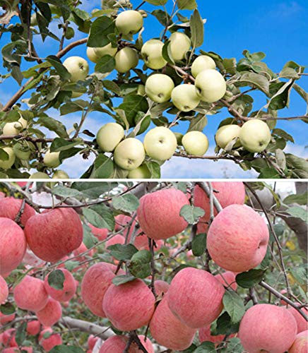 40+ Apple Tree Fruit Seeds Bonsai Garden Yard Outdoor Living Fruit Plant Home Garden