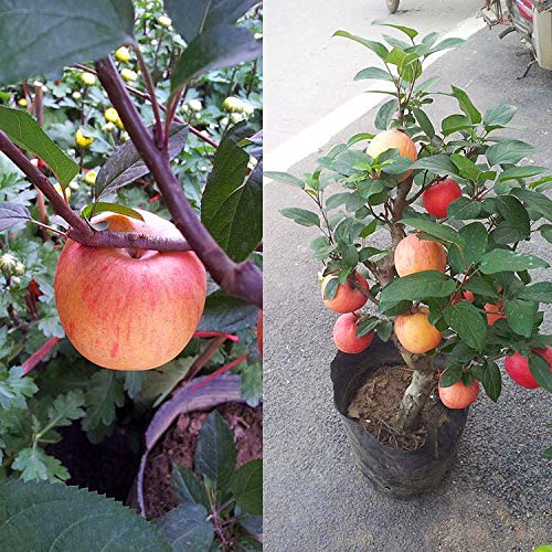 40+ Apple Tree Fruit Seeds Bonsai Garden Yard Outdoor Living Fruit Plant Home Garden