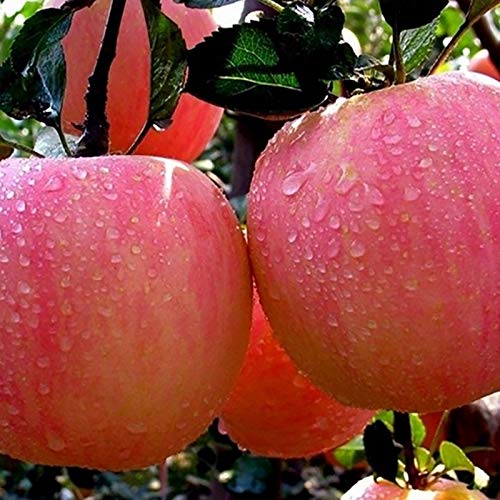 40+ Apple Tree Fruit Seeds Bonsai Garden Yard Outdoor Living Fruit Plant Home Garden