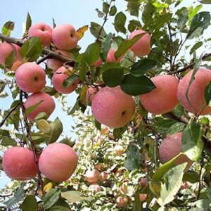 40+ Apple Tree Fruit Seeds Bonsai Garden Yard Outdoor Living Fruit Plant Home Garden