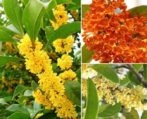 15+ mixed osmanthus flower seeds yellow orange perennial tree shrub bonsai fragrant osmanthus fragrans