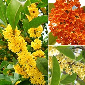 15+ Mixed Osmanthus Flower Seeds Yellow Orange Perennial Tree Shrub Bonsai Fragrant Osmanthus fragrans