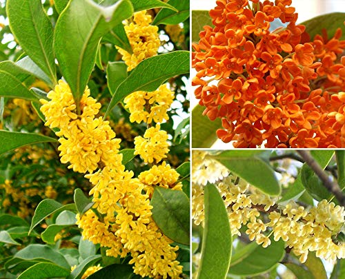 15+ Mixed Osmanthus Flower Seeds Yellow Orange Perennial Tree Shrub Bonsai Fragrant Osmanthus fragrans