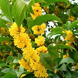 15+ Mixed Osmanthus Flower Seeds Yellow Orange Perennial Tree Shrub Bonsai Fragrant Osmanthus fragrans