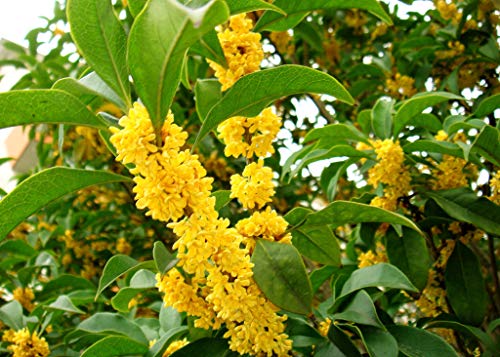 15+ Mixed Osmanthus Flower Seeds Yellow Orange Perennial Tree Shrub Bonsai Fragrant Osmanthus fragrans