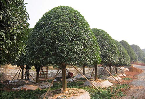 15+ Mixed Osmanthus Flower Seeds Yellow Orange Perennial Tree Shrub Bonsai Fragrant Osmanthus fragrans