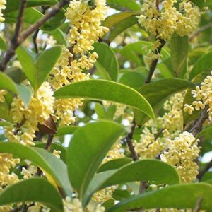 15+ Mixed Osmanthus Flower Seeds Yellow Orange Perennial Tree Shrub Bonsai Fragrant Osmanthus fragrans