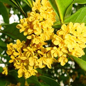 15+ Mixed Osmanthus Flower Seeds Yellow Orange Perennial Tree Shrub Bonsai Fragrant Osmanthus fragrans