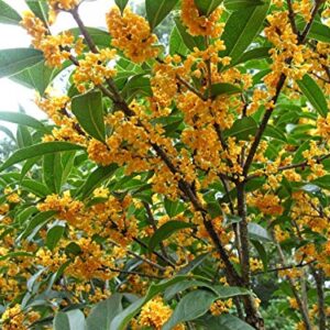 15+ Mixed Osmanthus Flower Seeds Yellow Orange Perennial Tree Shrub Bonsai Fragrant Osmanthus fragrans