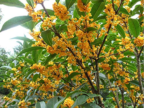 15+ Mixed Osmanthus Flower Seeds Yellow Orange Perennial Tree Shrub Bonsai Fragrant Osmanthus fragrans