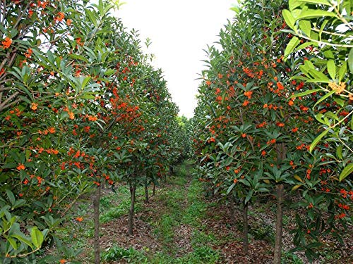 15+ Mixed Osmanthus Flower Seeds Yellow Orange Perennial Tree Shrub Bonsai Fragrant Osmanthus fragrans