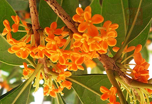 15+ Mixed Osmanthus Flower Seeds Yellow Orange Perennial Tree Shrub Bonsai Fragrant Osmanthus fragrans