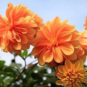 120+ Mixed Rare Dahlia Flower Seeds Spectacle Perennial Flowers Plant for Bonsai in Home Garden