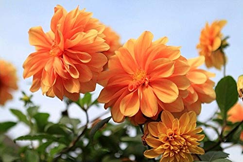 120+ Mixed Rare Dahlia Flower Seeds Spectacle Perennial Flowers Plant for Bonsai in Home Garden