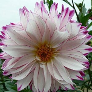 120+ Mixed Rare Dahlia Flower Seeds Spectacle Perennial Flowers Plant for Bonsai in Home Garden