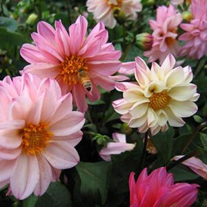 120+ Mixed Rare Dahlia Flower Seeds Spectacle Perennial Flowers Plant for Bonsai in Home Garden