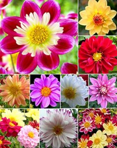 120+ mixed rare dahlia flower seeds spectacle perennial flowers plant for bonsai in home garden
