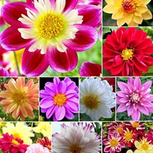 120+ Mixed Rare Dahlia Flower Seeds Spectacle Perennial Flowers Plant for Bonsai in Home Garden