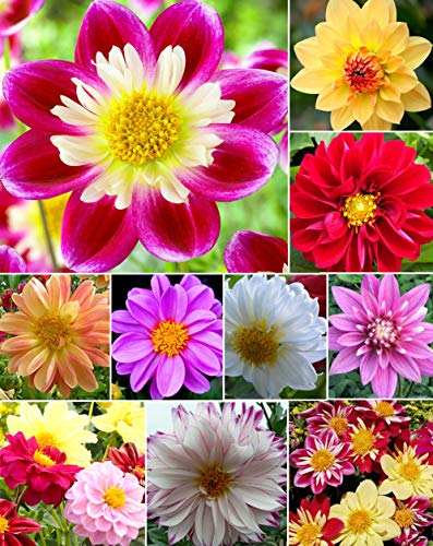 120+ Mixed Rare Dahlia Flower Seeds Spectacle Perennial Flowers Plant for Bonsai in Home Garden