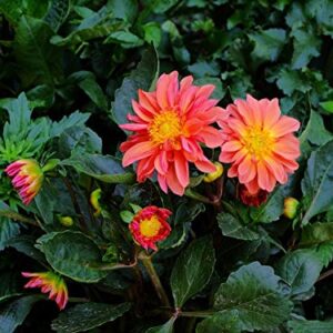 120+ Mixed Rare Dahlia Flower Seeds Spectacle Perennial Flowers Plant for Bonsai in Home Garden