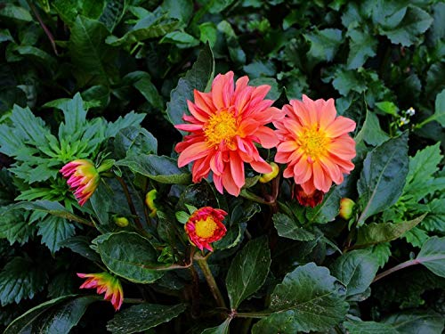 120+ Mixed Rare Dahlia Flower Seeds Spectacle Perennial Flowers Plant for Bonsai in Home Garden