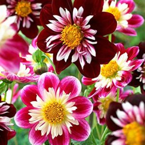 120+ Mixed Rare Dahlia Flower Seeds Spectacle Perennial Flowers Plant for Bonsai in Home Garden