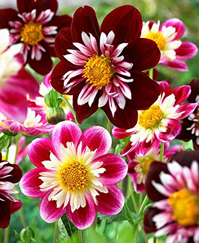 120+ Mixed Rare Dahlia Flower Seeds Spectacle Perennial Flowers Plant for Bonsai in Home Garden