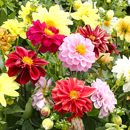 120+ Mixed Rare Dahlia Flower Seeds Spectacle Perennial Flowers Plant for Bonsai in Home Garden