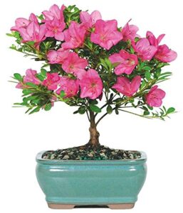 from you flowers - pink azalea bonsai for birthday, anniversary, get well, congratulations, thank you